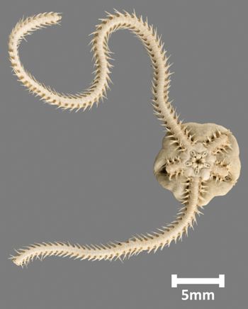 Media type: image;   Invertebrate Zoology OPH-1486 Aspect: ventral